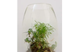 Cách chăm sóc bình cây phong thủy