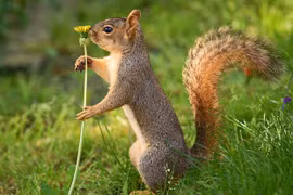 Gặp gỡ chuyên gia chôm chỉa trong giới động vật