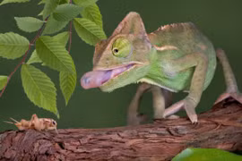 Những pha bắt mồi chỉ bằng một lần... thè lưỡi