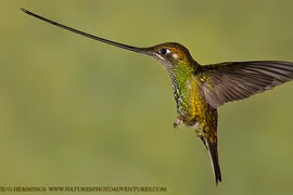 Những loài chim ruồi rực rỡ nhất (1) 