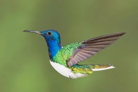 Những loài chim ruồi rực rỡ nhất (2)