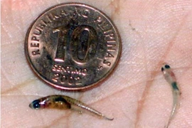 Những loài động vật cô đơn và đoản mệnh