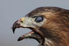 Khi rắn bị khuất phục bởi mỏ chim