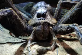 Những sinh vật không thể quên trong Harry Potter