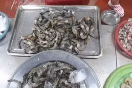 Phát hiện phần đầu tôm tươi có chất lạ màu trắng đục?