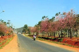 Lâm Đồng: Cty Thành Tâm An "lội ngược dòng" thắng gói thầu làm đường tại Thọ Xuân