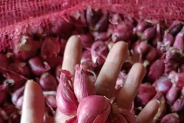  Hành tím tăng giá gấp đôi