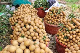 Giá nhãn tươi hạ nhiệt