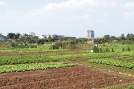 Mua đất thổ canh chuyển đổi thổ cư dễ “vỡ mộng”