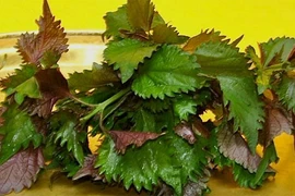 Học ngay 3 cách làm trắng da tại nhà với lá tía tô siêu hiệu quả