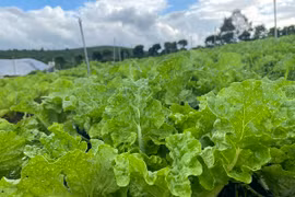 Rau hữu cơ khác rau sạch thế nào?