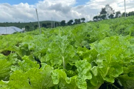 Rau hữu cơ khác rau sạch thế nào?