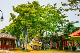 Mê mẩn điểm “săn” hoa sưa vàng đẹp nhất Đà Nẵng