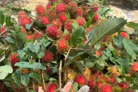 Chôm chôm cuối vụ tăng giá