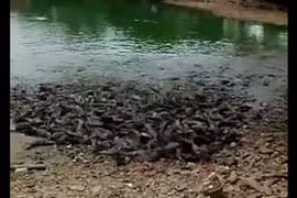 Xem đàn cá hàng trăm con lao lên cạn tìm thức ăn