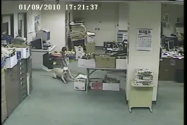 Ngạc nhiên khả năng dự báo động đất của loài chó