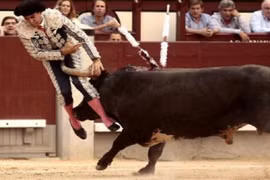 Thi đấu bò tót, trai trẻ mất một tinh hoàn