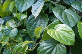 10 công dụng chữa bệnh bất ngờ của lá trầu không