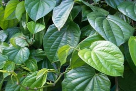 10 công dụng chữa bệnh bất ngờ của lá trầu không