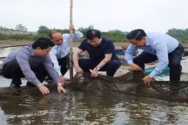 Phó Thủ tướng thị sát vùng cá chết hàng loạt