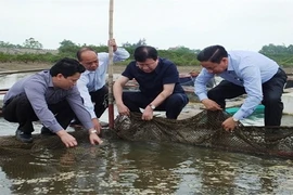 Phó Thủ tướng thị sát vùng cá chết hàng loạt