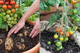 Loài cây kỳ lạ cho quả cà chua và củ khoai tây