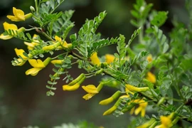 Rau dại ăn là nghiện, hương vị khó tìm, bán đắt như tôm tươi