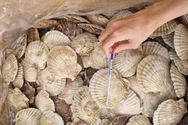 Sò điệp Nhật Bản đổ về Việt Nam tăng đột biến