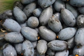 Loại quả “vàng đen” của mùa thu năm nay mất mùa