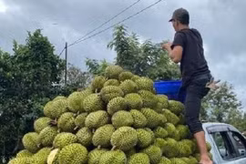 Nhà vườn sắm xe bán tải chở đầy sầu riêng đi tiêu thụ