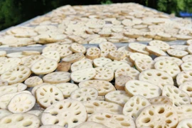 Loại củ “dầm bùn vẫn thơm” nay thành trà đặc sản 400.000 đồng/kg