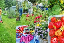 Hàng xóm ngớt lời khen vườn cây trĩu quả của mẹ Việt ở Czech 
