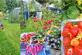 Hàng xóm ngớt lời khen vườn cây trĩu quả của mẹ Việt ở Czech 