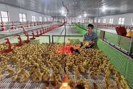 Bỏ phố về quê nuôi vịt và cái kết thu lãi hàng tỷ đồng/năm