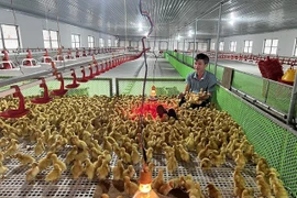 Bỏ phố về quê nuôi vịt và cái kết thu lãi hàng tỷ đồng/năm