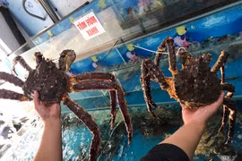 Cua hoàng đế giá siêu rẻ về Việt Nam lại đắt kỷ lục