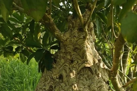 Nuôi loài có “nọc độc” thanh niên 9x thu về hàng chục triệu đồng/vụ