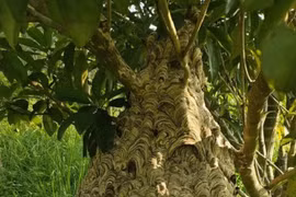 Nuôi loài có “nọc độc” thanh niên 9x thu về hàng chục triệu đồng/vụ