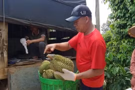 Thương lái chọn từng quả bỏ hàng dạt, sầu riêng “rớt giá” 