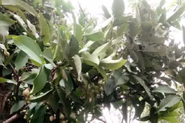 Cơ ngơi ngập hoa trái của ca sĩ Vy Oanh cùng chồng đại gia