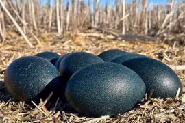 Loại trứng màu xanh giá gần 1 triệu/quả vẫn cháy hàng