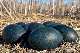 Loại trứng màu xanh giá gần 1 triệu/quả vẫn cháy hàng