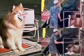 Clip chú chó chụp ảnh với du khách ở Đà Lạt bị chủ đánh dã man