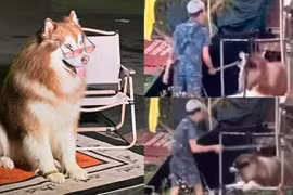 Clip chú chó chụp ảnh với du khách ở Đà Lạt bị chủ đánh dã man