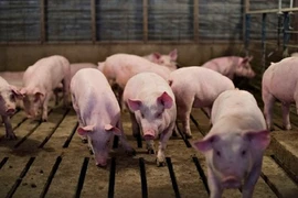 Giá heo hơi hôm nay: Tăng trên diện rộng từ 1.000 - 2.000 đồng/kg