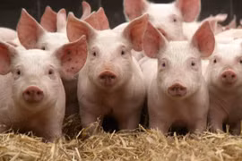 Giá heo hơi hôm nay: Giá heo hơi miền Trung tăng nhẹ 