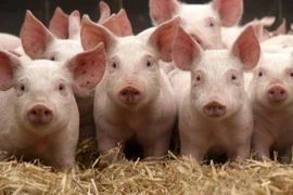 Giá heo hơi hôm nay: Giá heo hơi miền Trung tăng nhẹ 