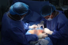 Chăm heo đẻ, người đàn ông bị heo mẹ táp rách cơ quan sinh dục 