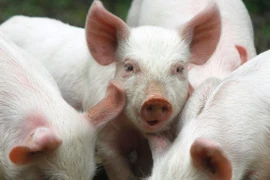 Giá heo hơi hôm nay: Có nơi giảm tới 3.000 đồng/kg