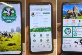 Một phụ nữ suýt mất 300 triệu đồng vì 'nuôi bò' online